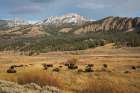 Bison in Lamar Valley-Yellowstone National Park Art Print